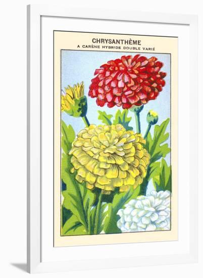 Chrysantheme A Carene Hybride Double Varie-null-Framed Art Print