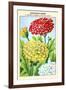 Chrysantheme A Carene Hybride Double Varie-null-Framed Art Print