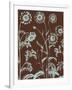 Chrysanthemum 17-Botanical Series-Framed Art Print