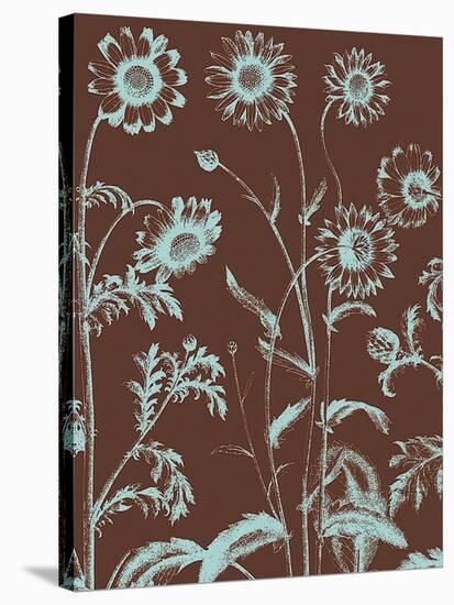 Chrysanthemum 17-Botanical Series-Stretched Canvas