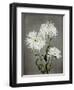 Chrysanthemum, 19th Century-Ogawa Kazuma-Framed Giclee Print