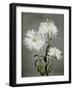 Chrysanthemum, 19th Century-Ogawa Kazuma-Framed Giclee Print