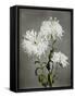 Chrysanthemum, 19th Century-Ogawa Kazuma-Framed Stretched Canvas