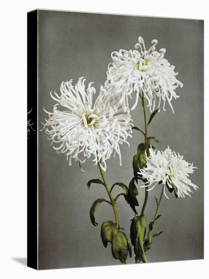 Chrysanthemum, 19th Century-Ogawa Kazuma-Stretched Canvas