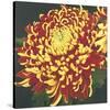 Chrysanthemum 1-Elizabeth Hellman-Stretched Canvas