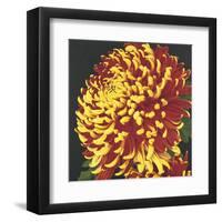 Chrysanthemum 2-Elizabeth Hellman-Framed Art Print