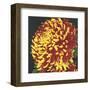 Chrysanthemum 2-Elizabeth Hellman-Framed Art Print