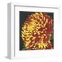 Chrysanthemum 2-Elizabeth Hellman-Framed Art Print