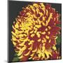 Chrysanthemum 2-Elizabeth Hellman-Mounted Art Print