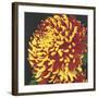 Chrysanthemum 2-Elizabeth Hellman-Framed Art Print