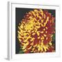 Chrysanthemum 2-Elizabeth Hellman-Framed Art Print