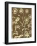 Chrysanthemum 3-Botanical Series-Framed Art Print