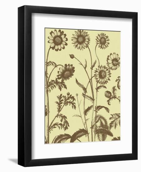 Chrysanthemum 4-Botanical Series-Framed Art Print