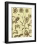 Chrysanthemum 4-Botanical Series-Framed Art Print