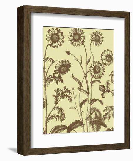 Chrysanthemum 4-Botanical Series-Framed Art Print