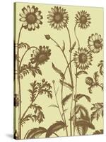 Chrysanthemum 4-Botanical Series-Stretched Canvas
