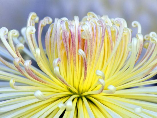 Chrysanthemum, Asakusa, Tokyo, Japan-Rob Tilley-Stretched Canvas