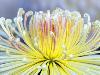 Chrysanthemum, Asakusa, Tokyo, Japan-Rob Tilley-Stretched Canvas