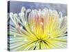 Chrysanthemum, Asakusa, Tokyo, Japan-Rob Tilley-Stretched Canvas