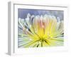 Chrysanthemum, Asakusa, Tokyo, Japan-Rob Tilley-Framed Photographic Print