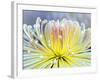 Chrysanthemum, Asakusa, Tokyo, Japan-Rob Tilley-Framed Photographic Print