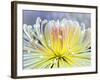 Chrysanthemum, Asakusa, Tokyo, Japan-Rob Tilley-Framed Photographic Print