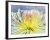 Chrysanthemum, Asakusa, Tokyo, Japan-Rob Tilley-Framed Photographic Print