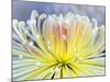 Chrysanthemum, Asakusa, Tokyo, Japan-Rob Tilley-Mounted Photographic Print