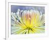 Chrysanthemum, Asakusa, Tokyo, Japan-Rob Tilley-Framed Photographic Print