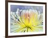 Chrysanthemum, Asakusa, Tokyo, Japan-Rob Tilley-Framed Photographic Print