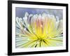 Chrysanthemum, Asakusa, Tokyo, Japan-Rob Tilley-Framed Photographic Print