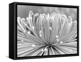 Chrysanthemum, Asakusa, Tokyo, Japan-Rob Tilley-Framed Stretched Canvas