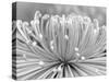 Chrysanthemum, Asakusa, Tokyo, Japan-Rob Tilley-Stretched Canvas