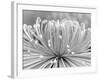 Chrysanthemum, Asakusa, Tokyo, Japan-Rob Tilley-Framed Photographic Print