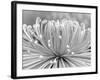 Chrysanthemum, Asakusa, Tokyo, Japan-Rob Tilley-Framed Photographic Print