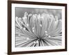 Chrysanthemum, Asakusa, Tokyo, Japan-Rob Tilley-Framed Photographic Print