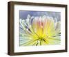 Chrysanthemum, Asakusa, Tokyo, Japan-Rob Tilley-Framed Photographic Print