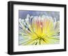 Chrysanthemum, Asakusa, Tokyo, Japan-Rob Tilley-Framed Photographic Print