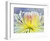 Chrysanthemum, Asakusa, Tokyo, Japan-Rob Tilley-Framed Photographic Print