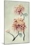 Chrysanthemum Beauty I-Natasha Chabot-Mounted Art Print