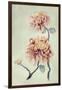 Chrysanthemum Beauty I-Natasha Chabot-Framed Art Print