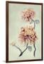 Chrysanthemum Beauty I-Natasha Chabot-Framed Art Print