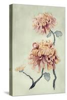 Chrysanthemum Beauty I-Natasha Chabot-Stretched Canvas