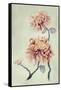 Chrysanthemum Beauty I-Natasha Chabot-Framed Stretched Canvas