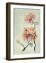 Chrysanthemum Beauty I-Natasha Chabot-Framed Art Print