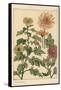 Chrysanthemum Botanical Study, 1897 (Lithograph)-Eugene Grasset-Framed Stretched Canvas