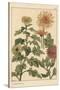 Chrysanthemum Botanical Study, 1897 (Lithograph)-Eugene Grasset-Stretched Canvas