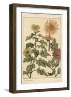 Chrysanthemum Botanical Study, 1897 (Lithograph)-Eugene Grasset-Framed Giclee Print