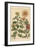 Chrysanthemum Botanical Study, 1897 (Lithograph)-Eugene Grasset-Framed Giclee Print