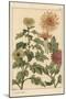 Chrysanthemum Botanical Study, 1897 (Lithograph)-Eugene Grasset-Mounted Giclee Print